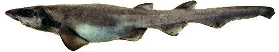 Galeus murinus _03.jpg